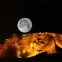 Masada moon