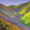 israel_mountain_flowers