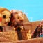 Passover Rhapsody