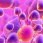 Stem Cells