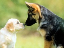 Dogs