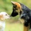 Dogs