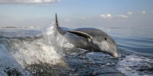 Hamas Announces ‘They Captured Israeli Dolphin Spy’